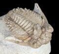 Bumpy Hoplolichoides Trilobite From Russia #11994-3